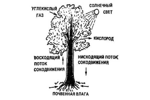 Схема сокодвижения у деревьев