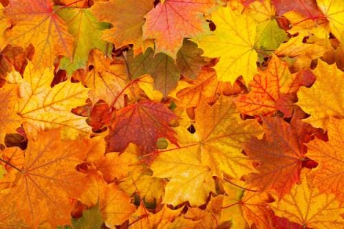 Разноцветные опавшие листья