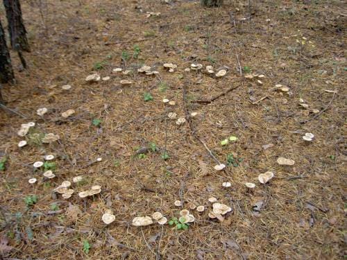 Ведьмины круги из грибов