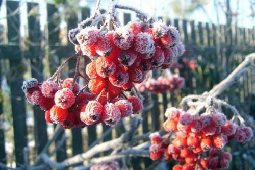 Замерзшие ягоды рябины