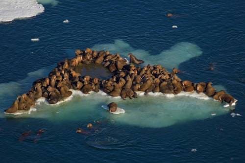 Миграция моржей на льдине