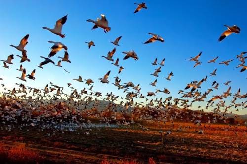 Сезонная миграция птиц