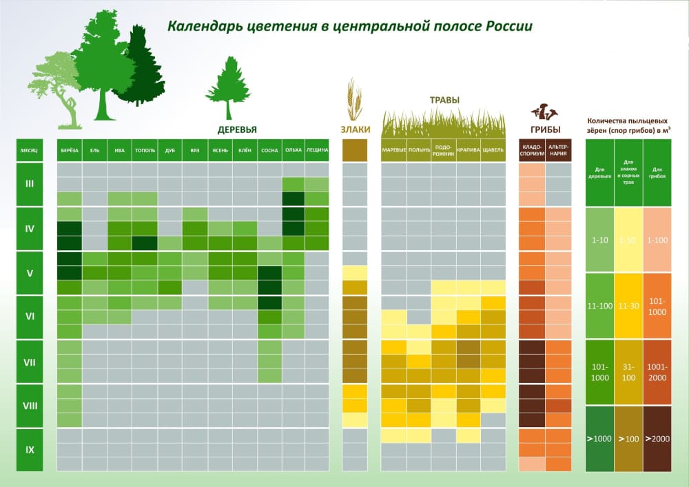 Календарь цветения растений для центральной полосы России