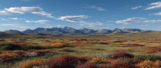 Тихая сила Севера: как устроена тундра и зачем нам её понимать