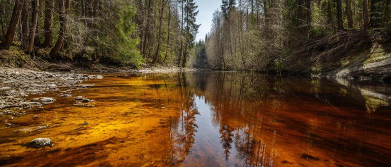 Когда вода перестает дышать: от мертвых зон до тихих прудов