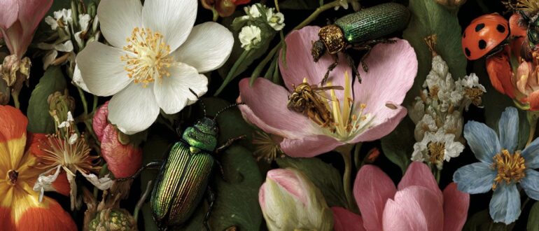 Коэволюция: как цветы и насекомые менялись друг ради друга миллионы лет