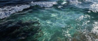 Сине-золотая пустыня Атлантики: жизнь среди плавающих лесов