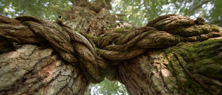 Растительный интеллект: как деревья общаются и помогают друг другу