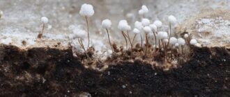 Мицелий: «грибной интернет» под нашими ногами, который меняет взгляд на лес