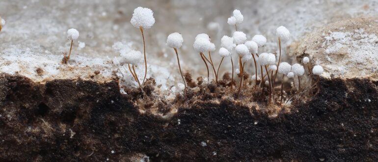 Мицелий: «грибной интернет» под нашими ногами, который меняет взгляд на лес