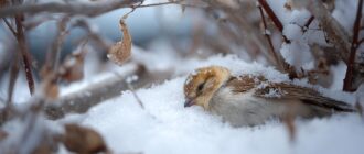 Спячка и анабиоз: как пережить зиму, если ты не можешь улететь на юг