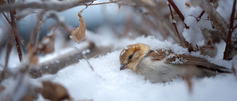 Спячка и анабиоз: как пережить зиму, если ты не можешь улететь на юг