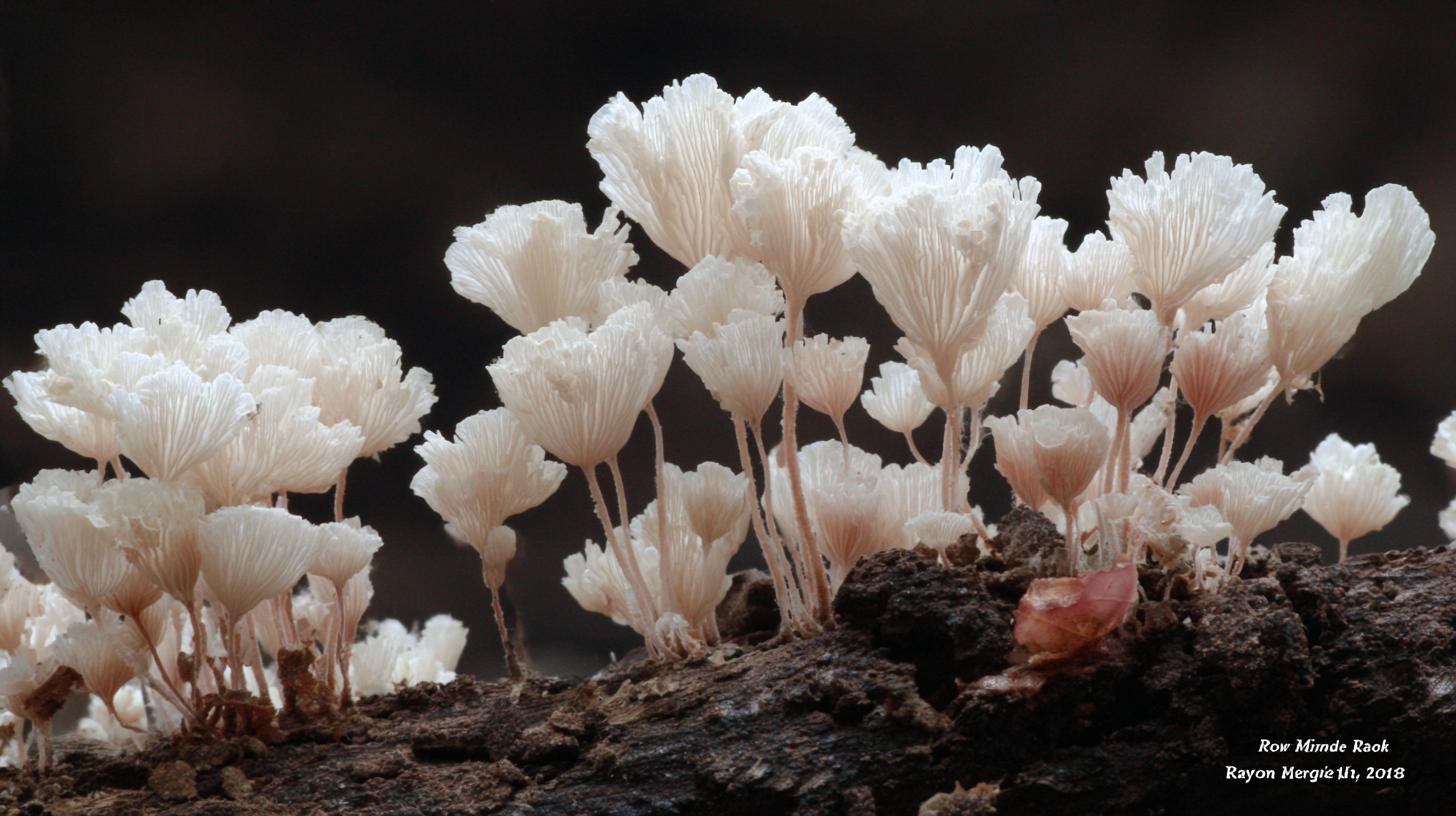 Мицелий: «грибной интернет» под нашими ногами. Как поддержать грибную сеть на участке Мицелий: «грибной интернет» под нашими ногами. Как поддержать грибную сеть на участке